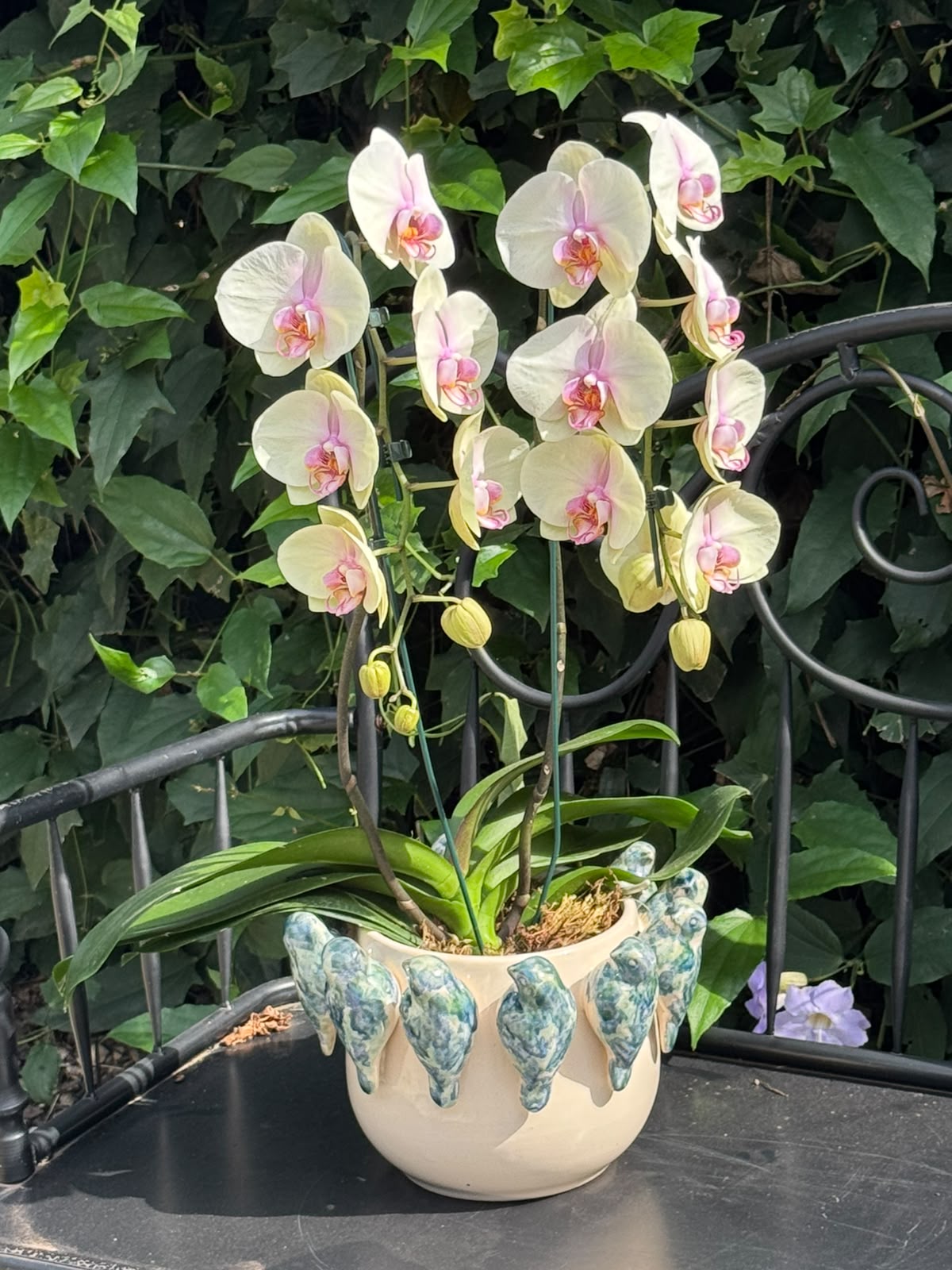 Cachepot Passaros com Orquidea 02 hastes — Poeme Flores, floricultura em Jundiaí