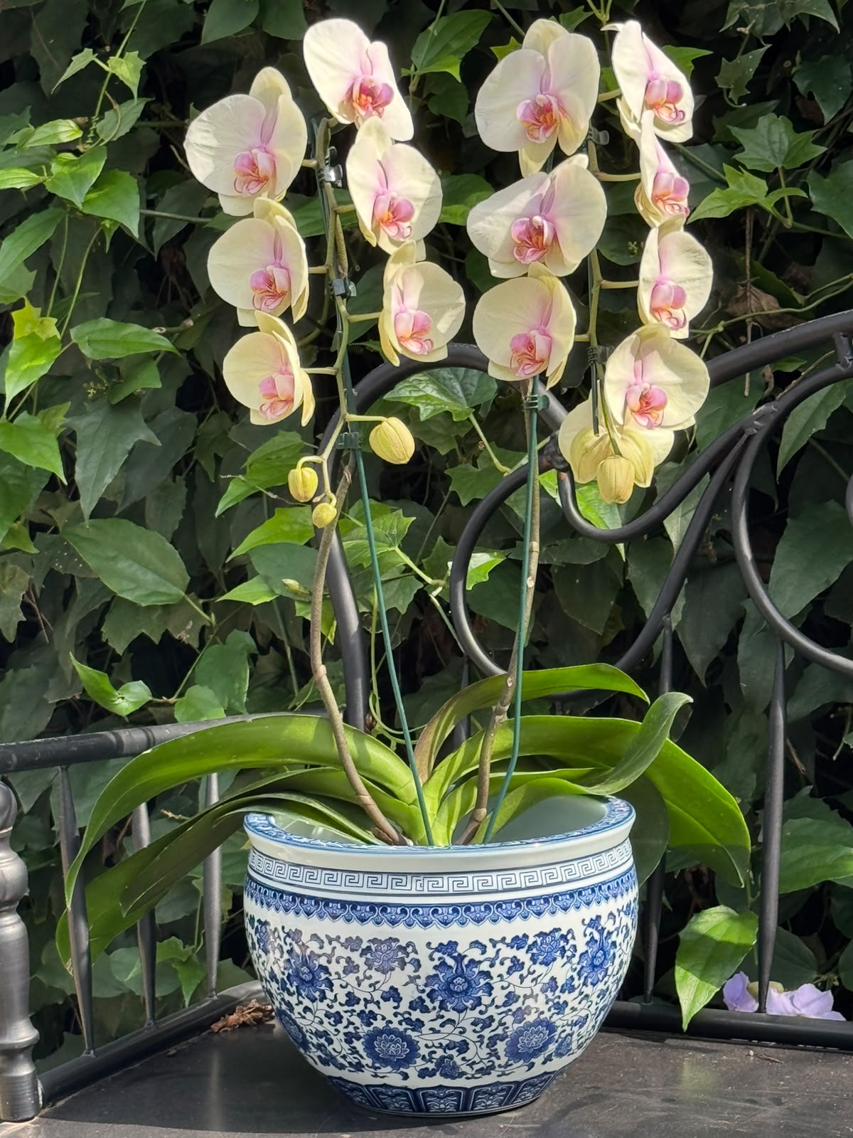 Cachepot em Porcelana Chinesa com Orquidea Cascata — Poeme Flores, floricultura em Jundiaí